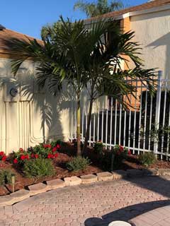 raintree-pool-palm